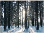 Зимний лес :: Volod