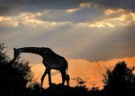 жираф на закате