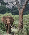 слон и дерево