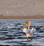 пеликан озера Накуру