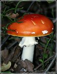 Красивый грибочек :: Volod