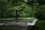 Дождик в парке :: Volod