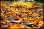 Опавшие листья :: suratoro