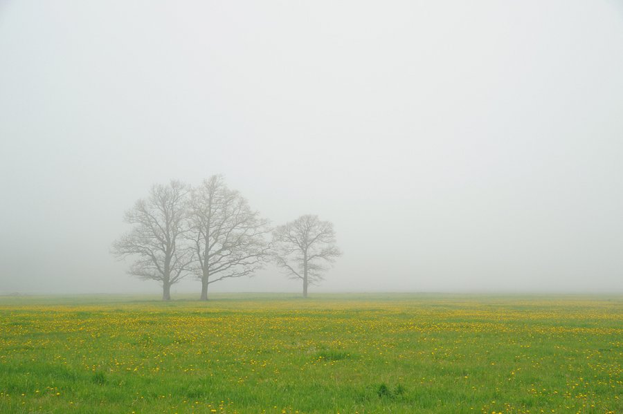 туман неожиданно опустился на поле с цветущими одуванчиками.