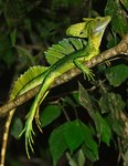 Коста Рика. Дракон зеленый некрупный, на отдыхе