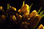 Яркие тюльпаны :: Tida