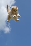 коты приземляются на лапы :: Сивка-Бурка