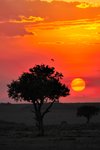 закат в масаи мара