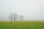 туман неожиданно опустился на поле с цветущими оду...
