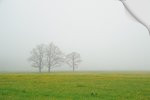 туман неожиданно опустился на поле с цветущими одуванчиками. :: stoler