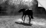 ...кони... :: BlackStar