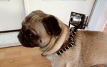 gorillapod-dog.jpg
